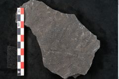 Foto (Detailansicht) von Senftenbergia crenata Lindl. et H. (NHMW-GEO-2024-0188-10942)